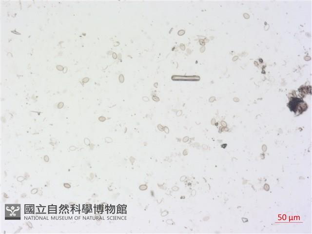 登錄號:A00004497藏品圖，第2張