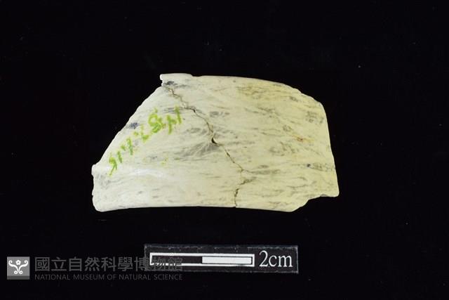 玉環藏品圖，第1張
