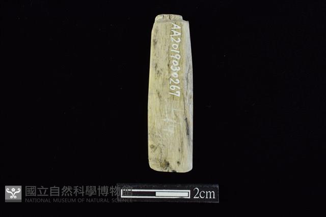 錛鑿形器藏品圖，第2張