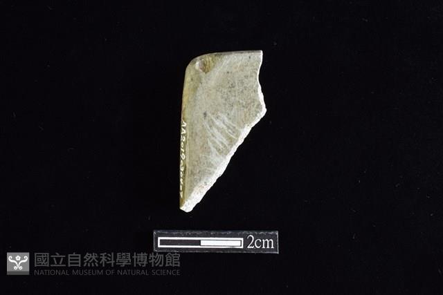 錛鑿形器藏品圖，第1張