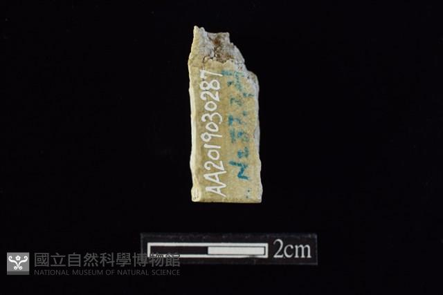錛鑿形器藏品圖，第2張