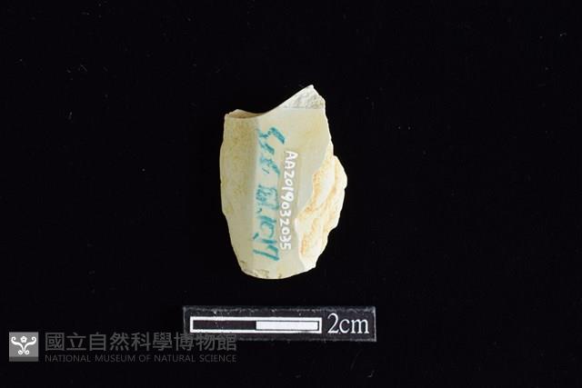 錛鑿形器藏品圖，第2張