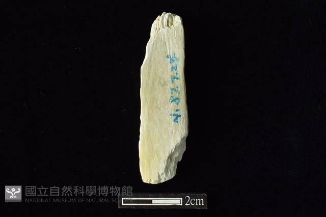 錛鑿形器藏品圖，第2張