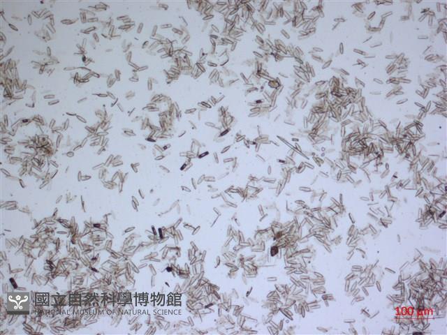 登錄號:A00004555藏品圖，第2張