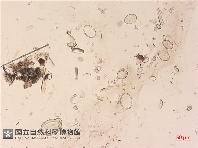 登錄號:A00004525藏品圖，第2張