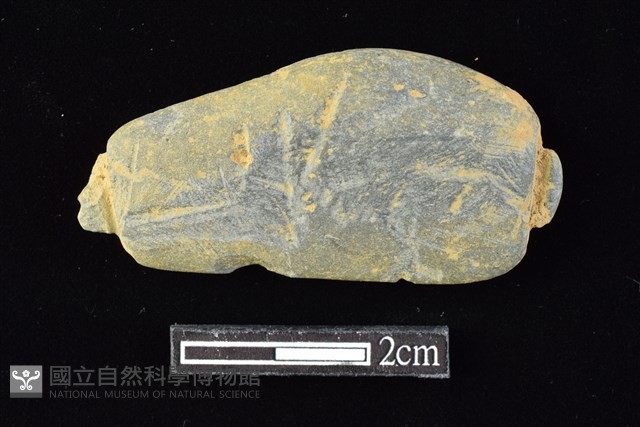 網墜藏品圖，第1張