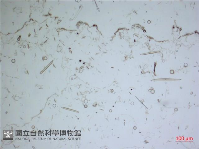 登錄號:A00004675藏品圖，第2張