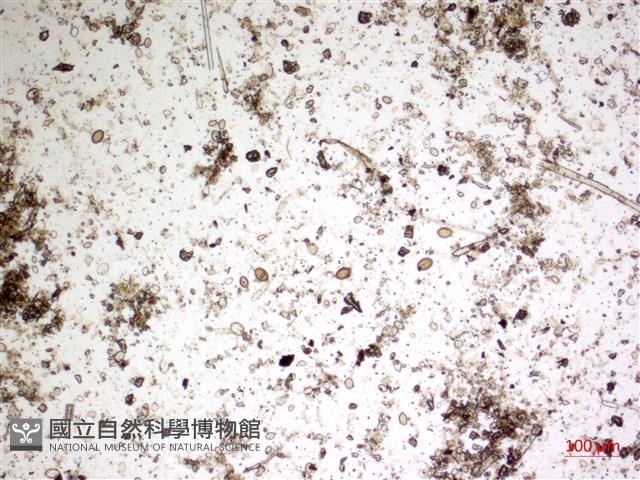 登錄號:A00004575藏品圖，第2張