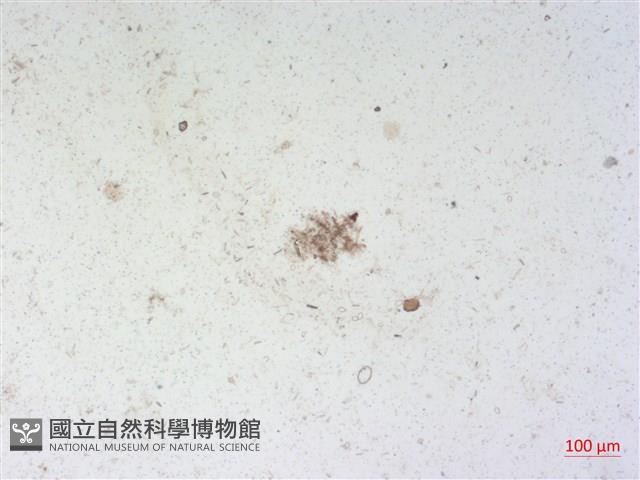 登錄號:A00004515藏品圖，第2張