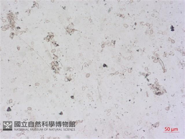 登錄號:A00004495藏品圖，第2張