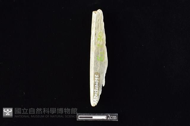 錛鑿形器藏品圖，第2張