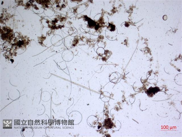 登錄號:A00004645藏品圖，第2張