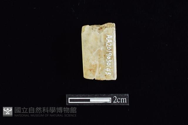 錛鑿形器藏品圖，第2張
