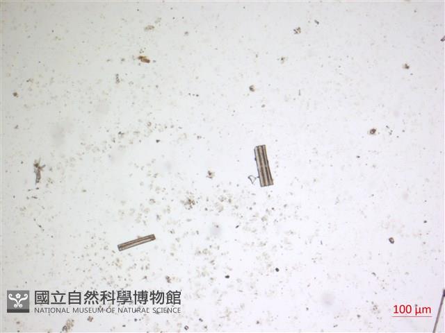 登錄號:A00004665藏品圖，第2張