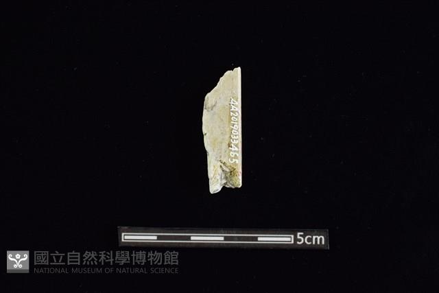 玉料藏品圖，第1張