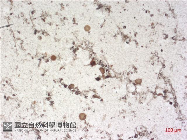 登錄號:A00004505藏品圖，第2張