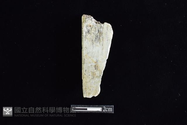 錛鑿形器藏品圖，第1張