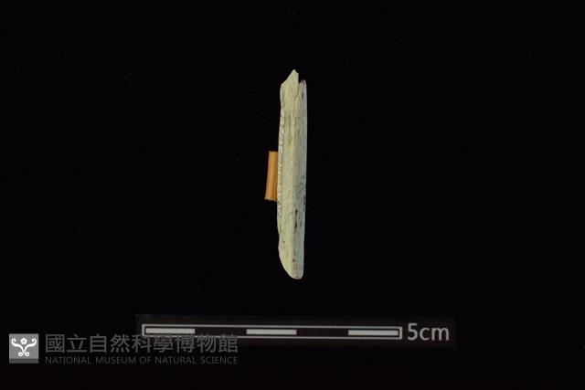 錛鑿形器藏品圖，第2張
