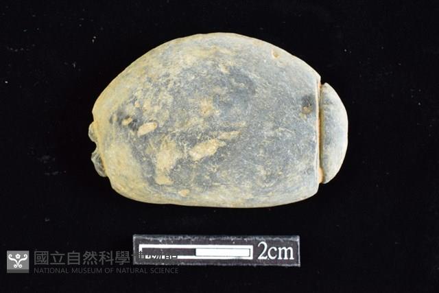 網墜藏品圖，第1張