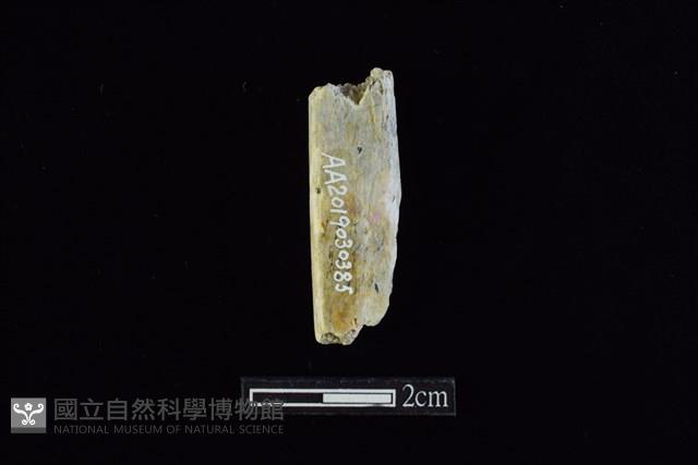 錛鑿形器藏品圖，第2張