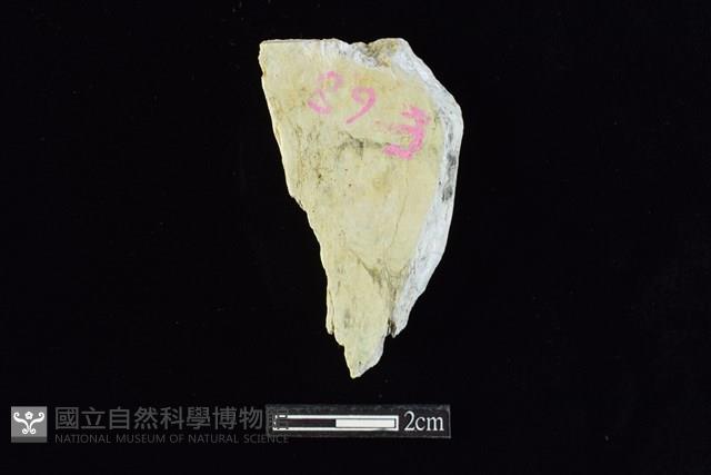 錛鑿形器藏品圖，第2張
