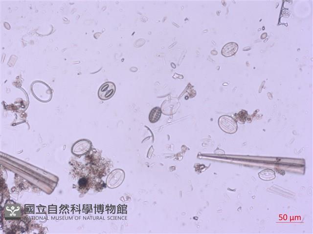 登錄號:A00004521藏品圖，第2張