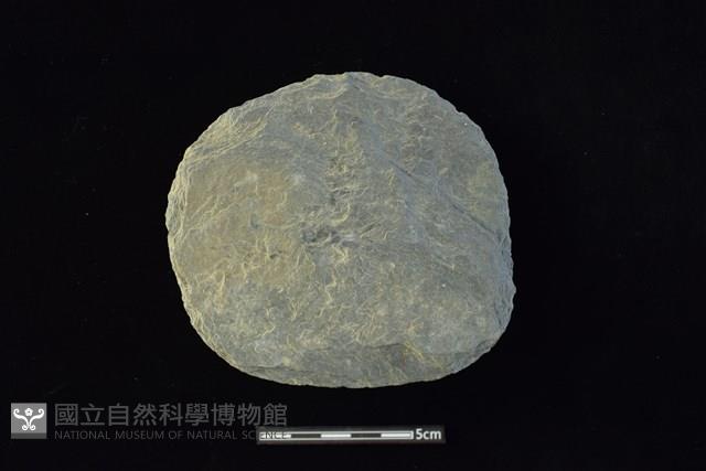 石圓片藏品圖，第1張