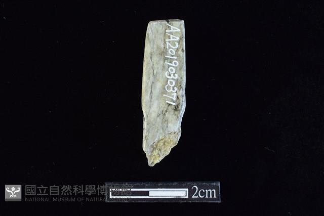 錛鑿形器藏品圖，第2張