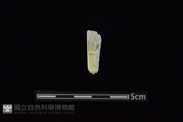 錛鑿形器藏品圖，第2張