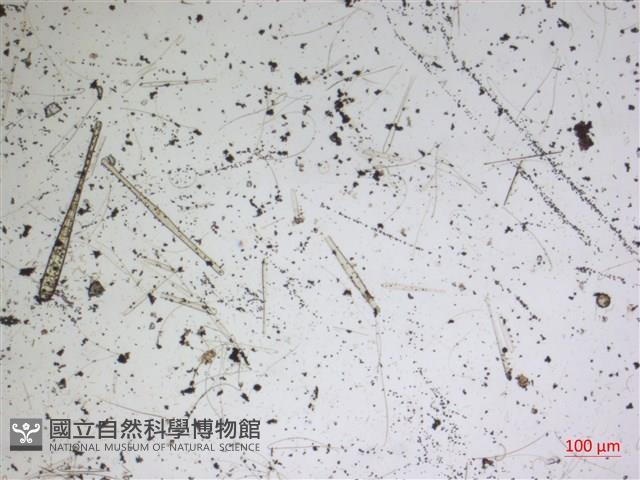登錄號:A00004591藏品圖，第2張