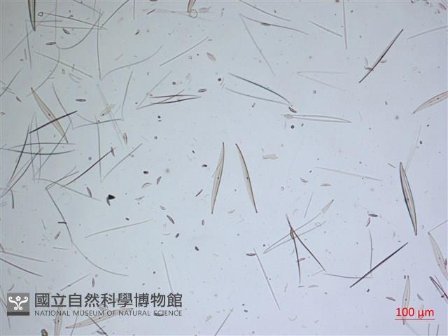 登錄號:A00004641藏品圖，第2張