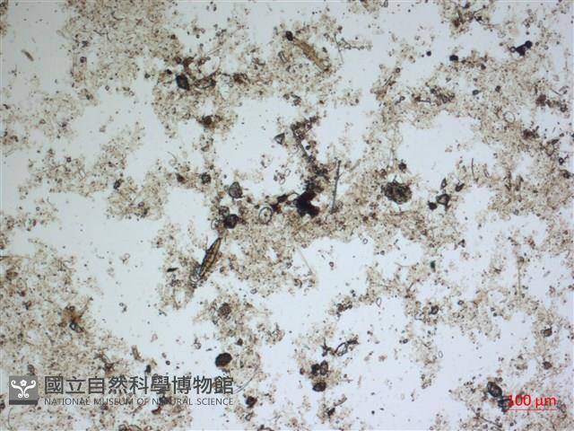 登錄號:A00004541藏品圖，第2張
