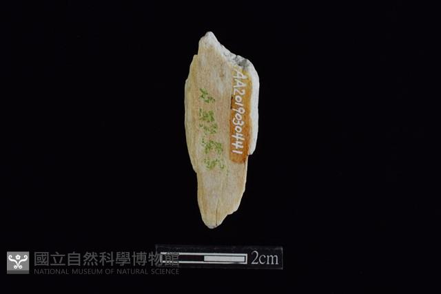 錛鑿形器藏品圖，第2張