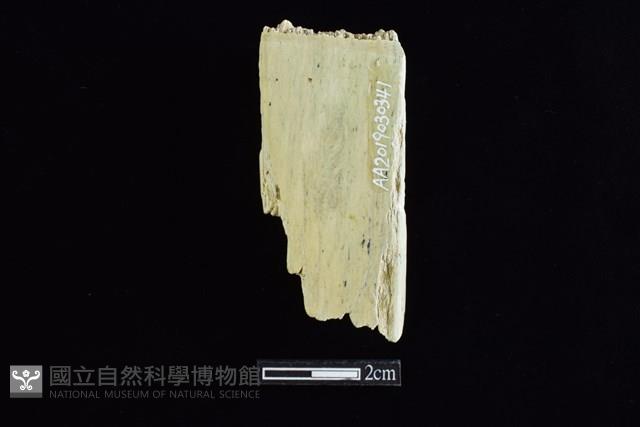錛鑿形器藏品圖，第2張