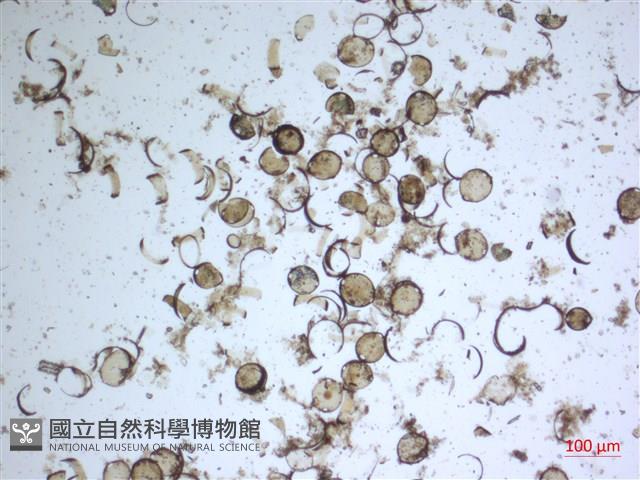 登錄號:A00004661藏品圖，第2張