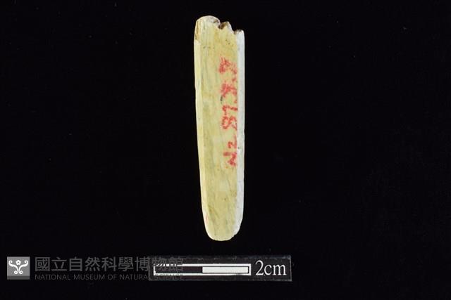 錛鑿形器藏品圖，第2張