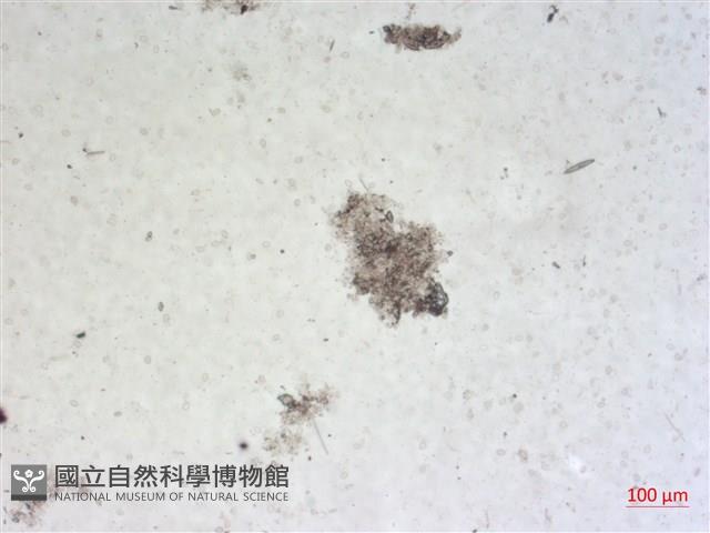 登錄號:A00004501藏品圖，第2張