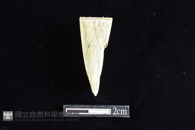 錛鑿形器藏品圖，第1張