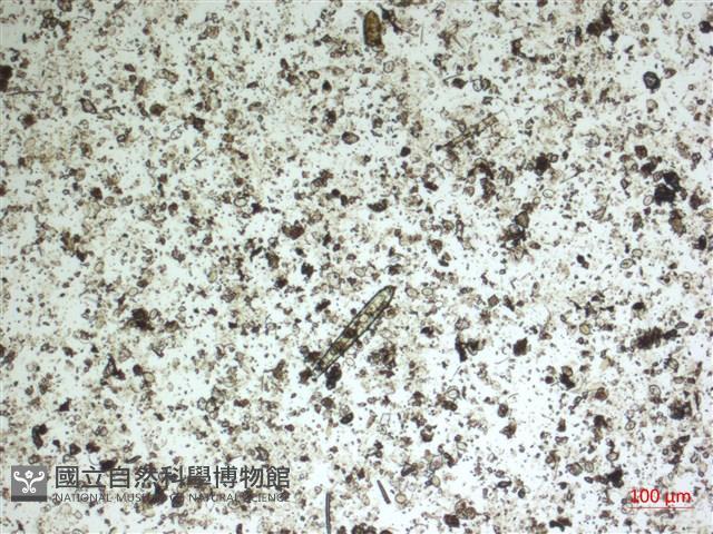 登錄號:A00004581藏品圖，第2張