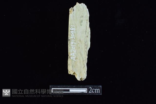 錛鑿形器藏品圖，第2張