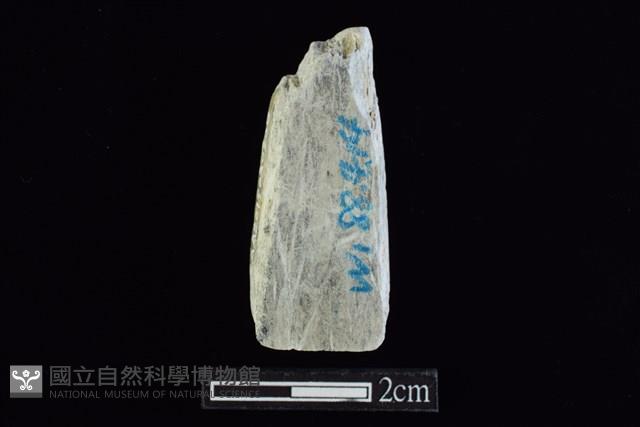 錛鑿形器藏品圖，第2張