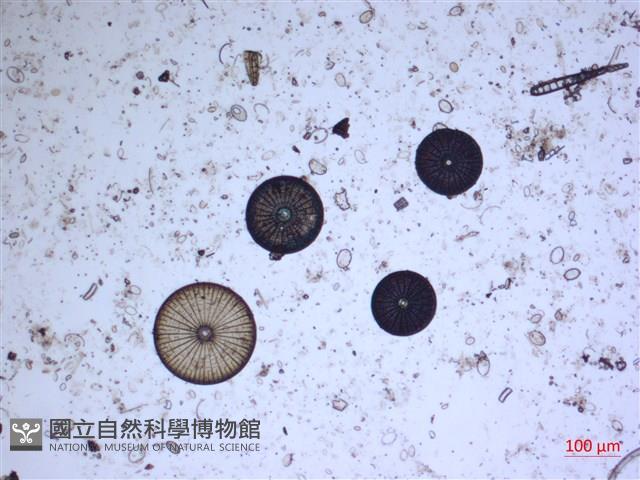 登錄號:A00004530藏品圖，第2張