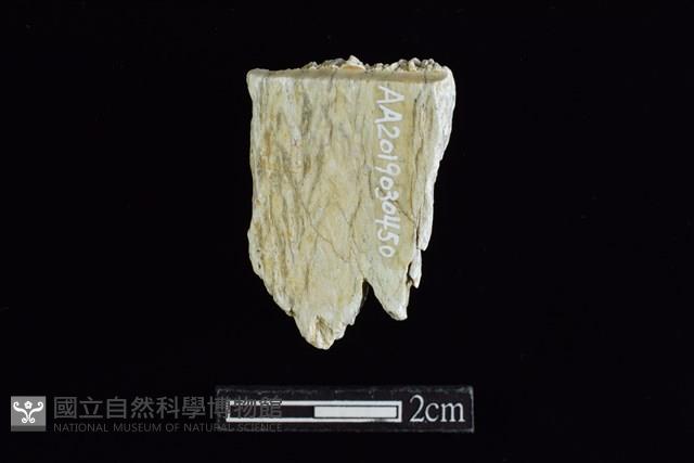 錛鑿形器藏品圖，第2張