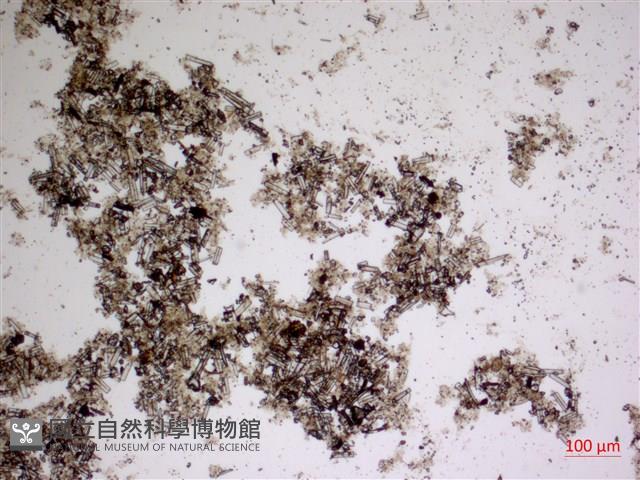 登錄號:A00004620藏品圖，第2張