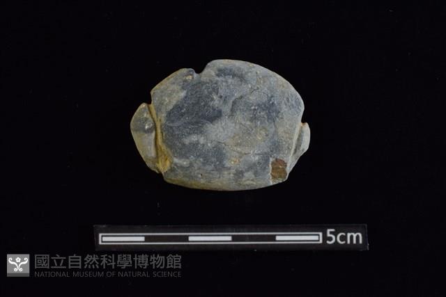 網墜藏品圖，第1張