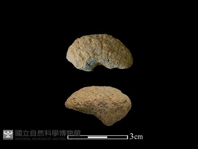 紡輪藏品圖，第1張