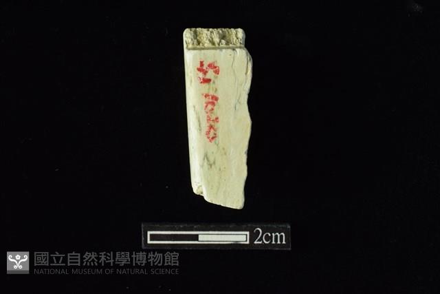 錛鑿形器藏品圖，第2張