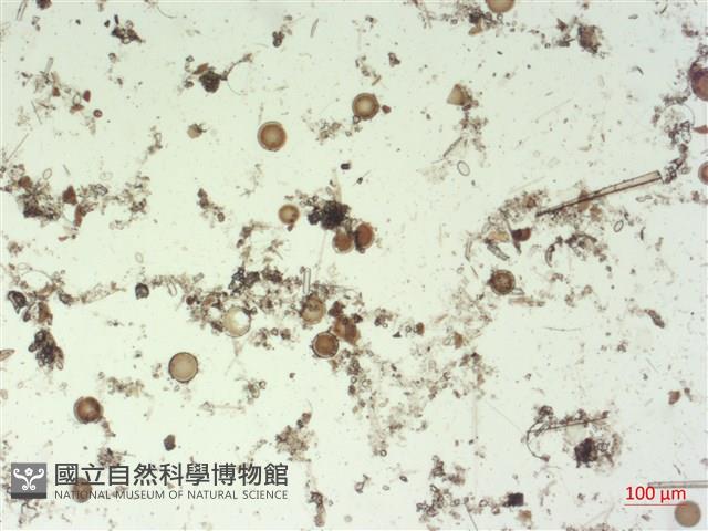 登錄號:A00004510藏品圖，第2張
