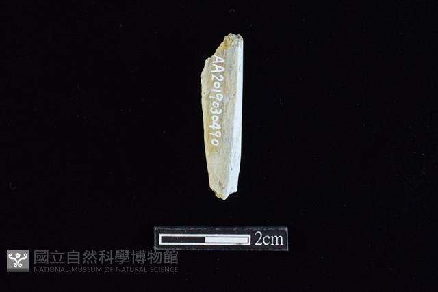 錛鑿形器藏品圖，第2張