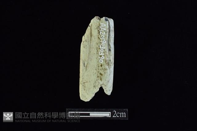 錛鑿形器藏品圖，第2張